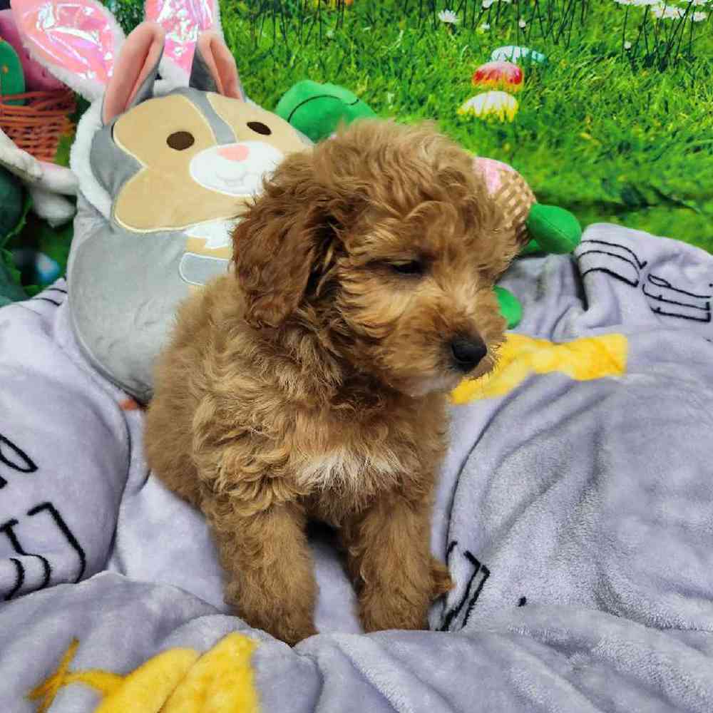 Male Mini Woodle Puppy for Sale in Virginia Beach, VA