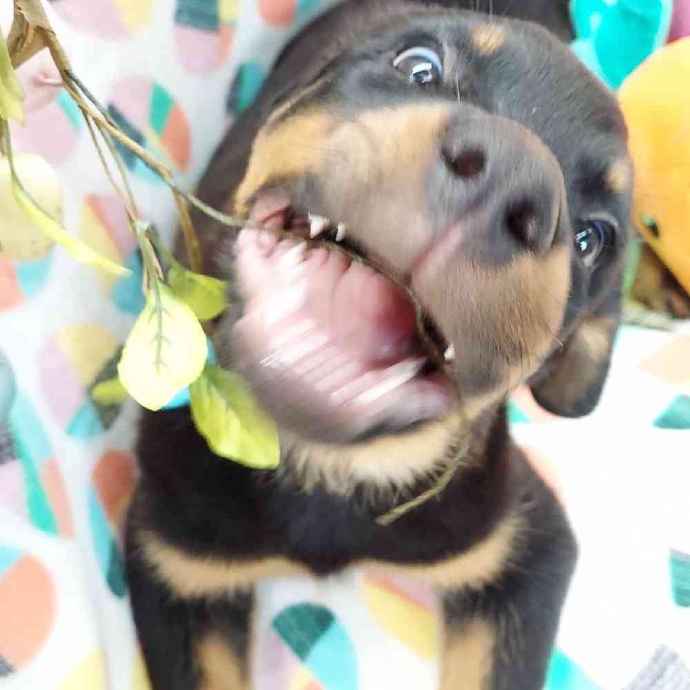 Female Rottweiler Puppy for sale