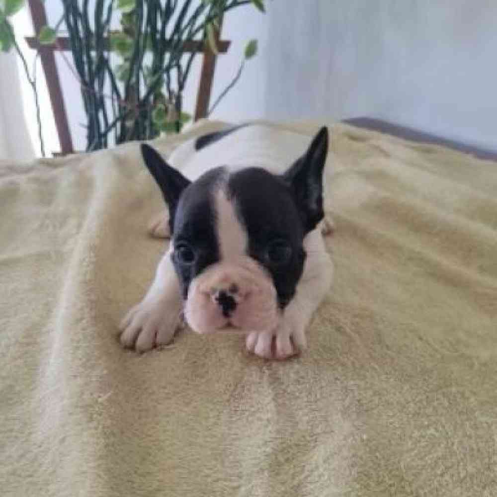 Male French Bulldog Puppy for Sale in Virginia Beach, VA
