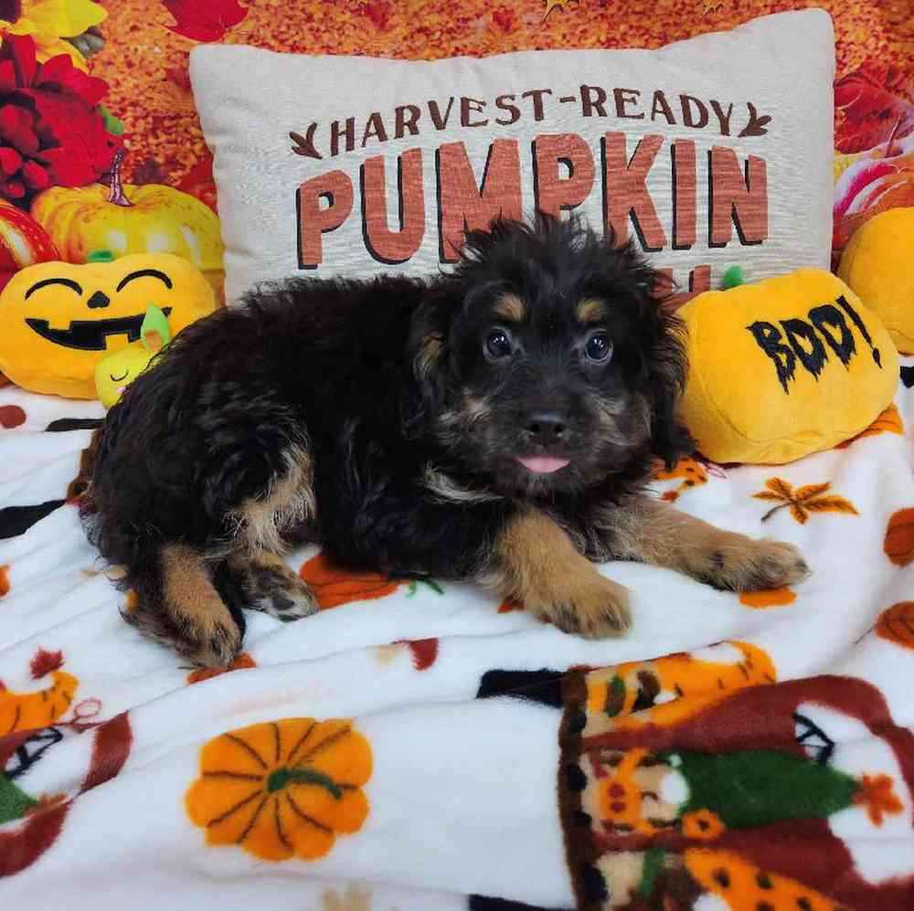 Male Mini Bernadoodle Puppy for Sale in Virginia Beach, VA