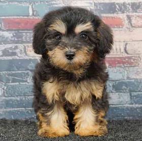 Yorkie-Poo