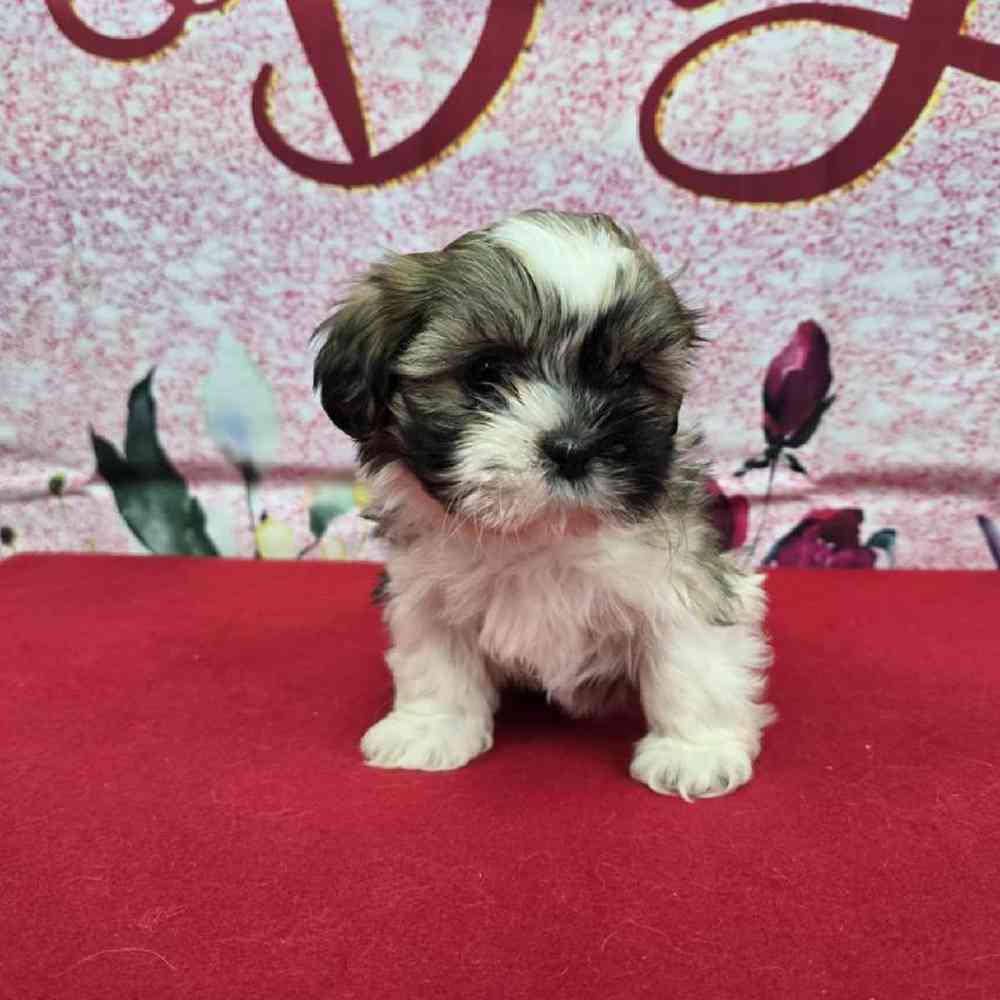 Female Shih Tzu Puppy for Sale in Virginia Beach, VA