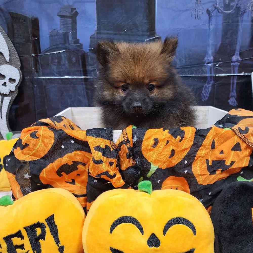 Male Pomeranian Puppy for sale