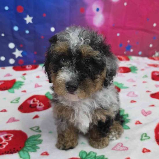 Mini Bernadoodle