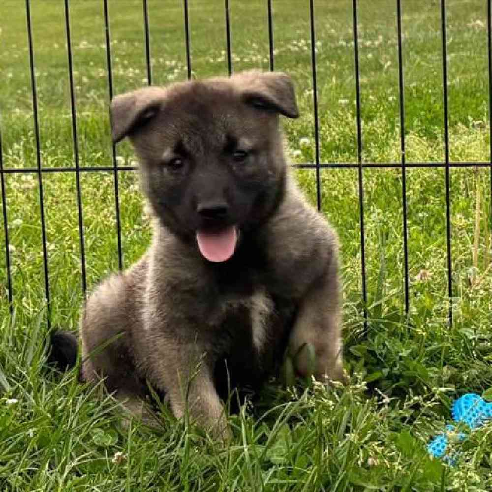 Male Norwegian Elkhound Puppy for Sale in Virginia Beach, VA