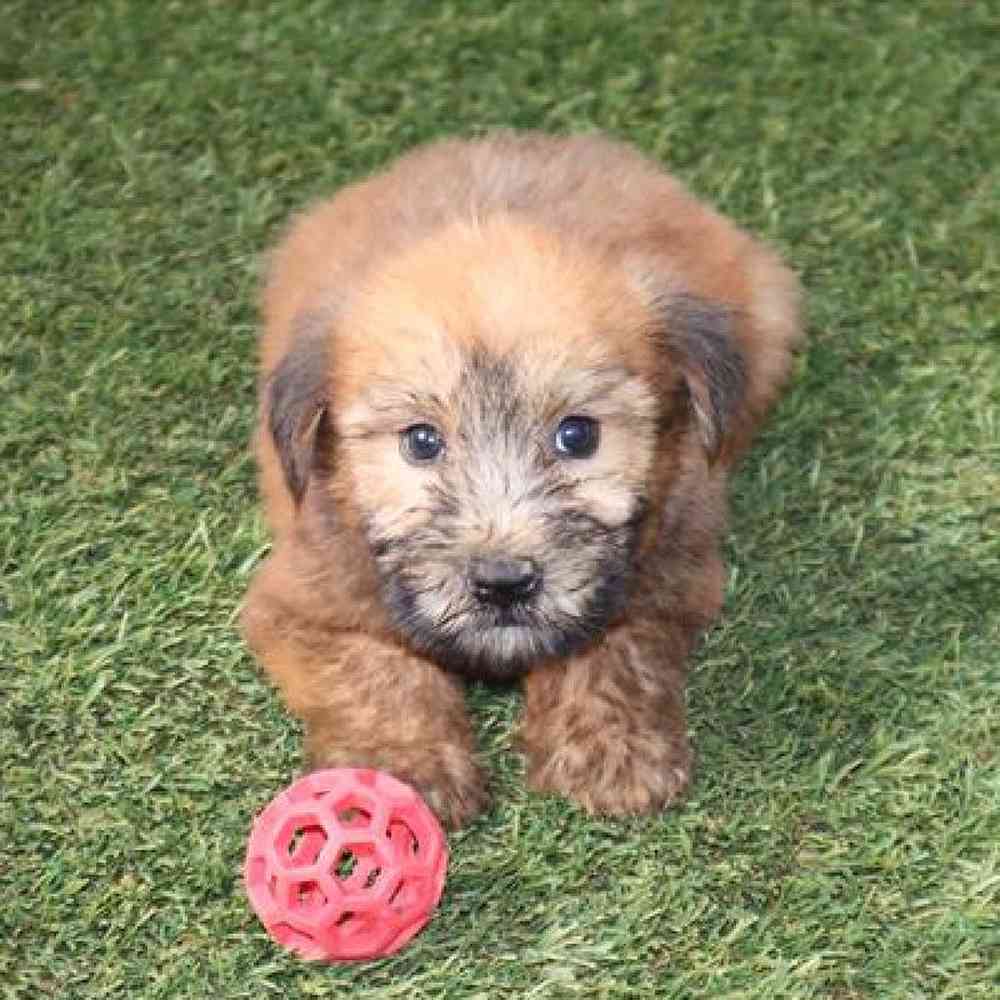 Female Soft Coated Wheaten Terrier Puppy for Sale in Virginia Beach, VA