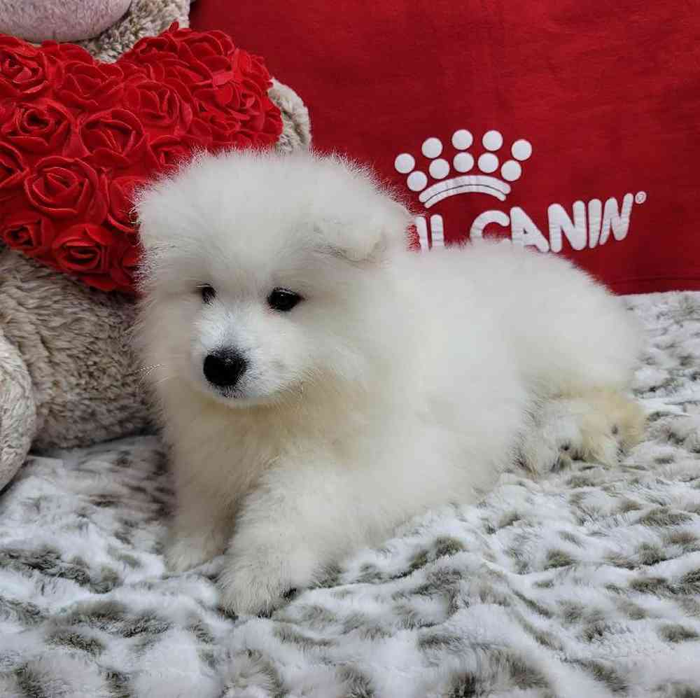 Male Samoyed Puppy for Sale in Virginia Beach, VA