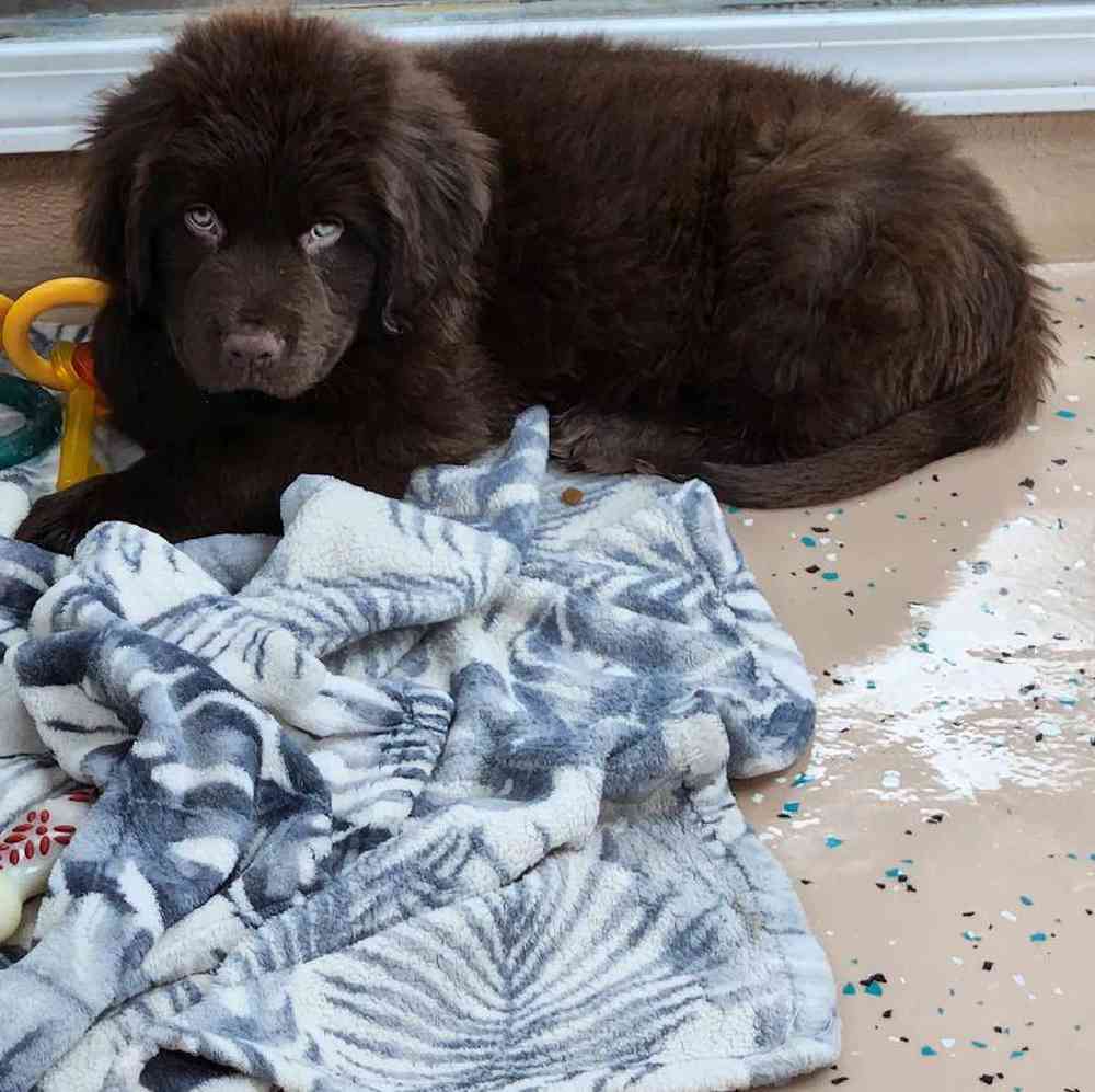 Male Newfoundland Puppy for Sale in Virginia Beach, VA