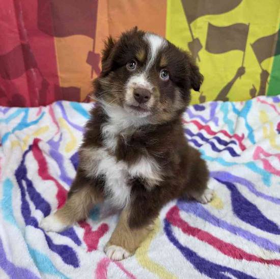 Australian Shepherd