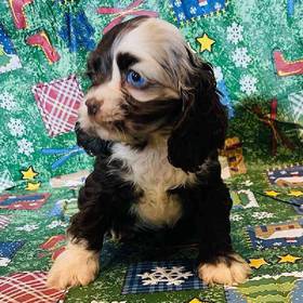 Cocker Spaniel