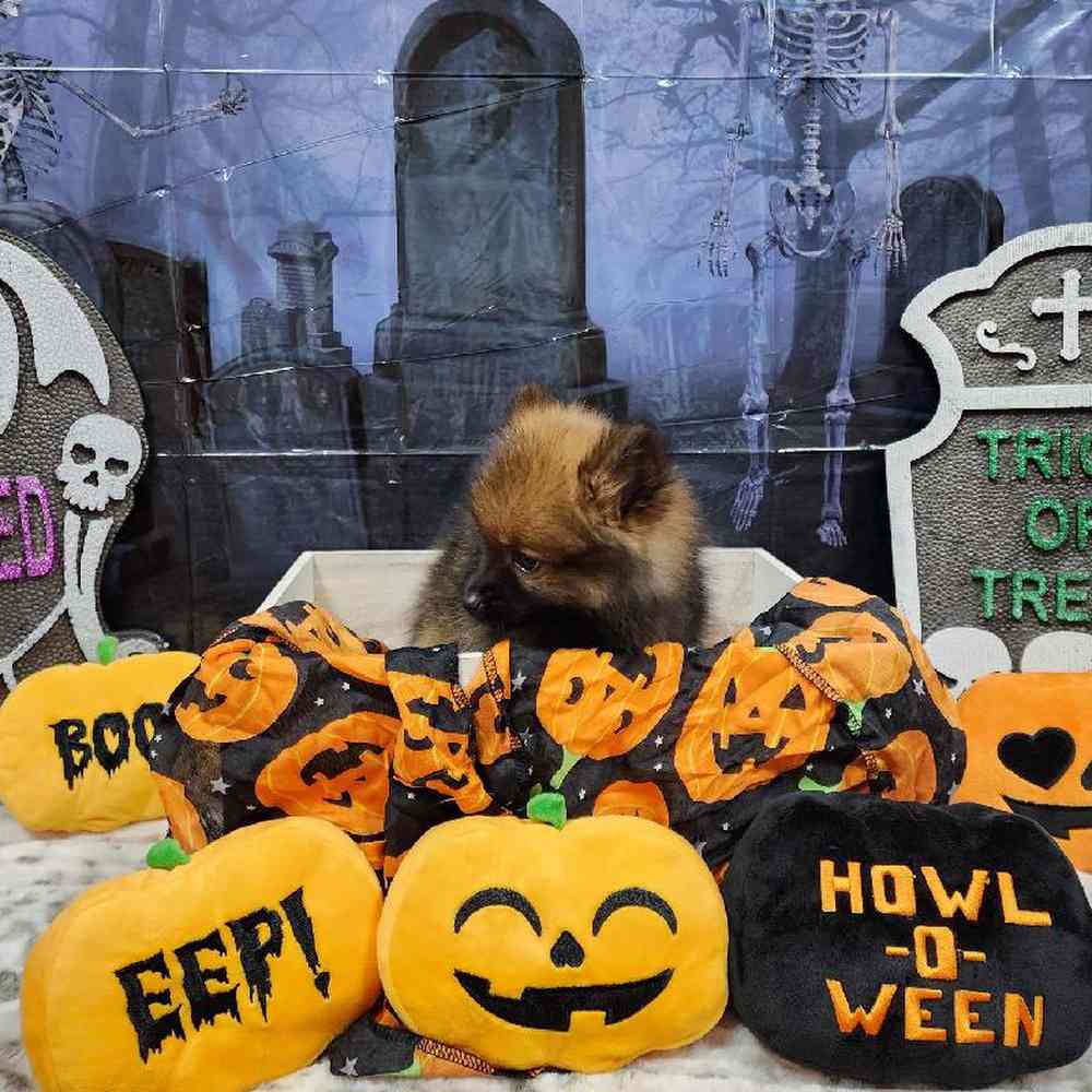 Male Pomeranian Puppy for sale