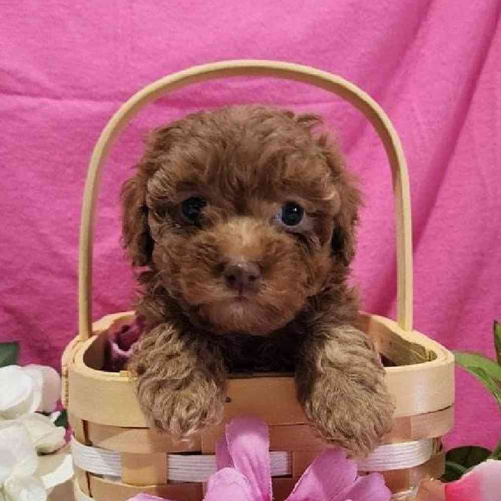 Female Maltipoo Puppy for Sale in Virginia Beach, VA