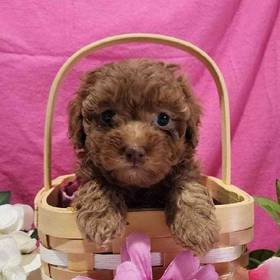 Maltipoo