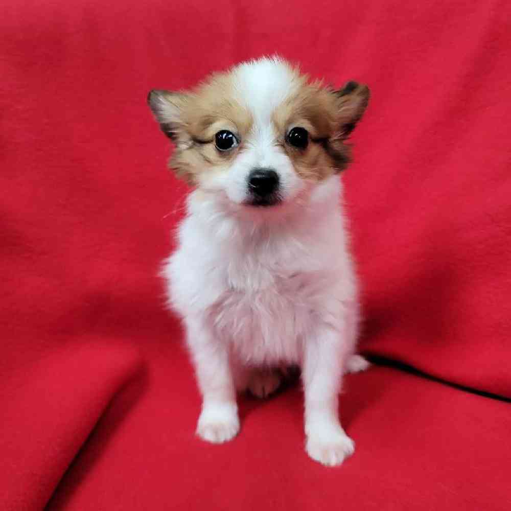 Male Papillon Puppy for Sale in Virginia Beach, VA