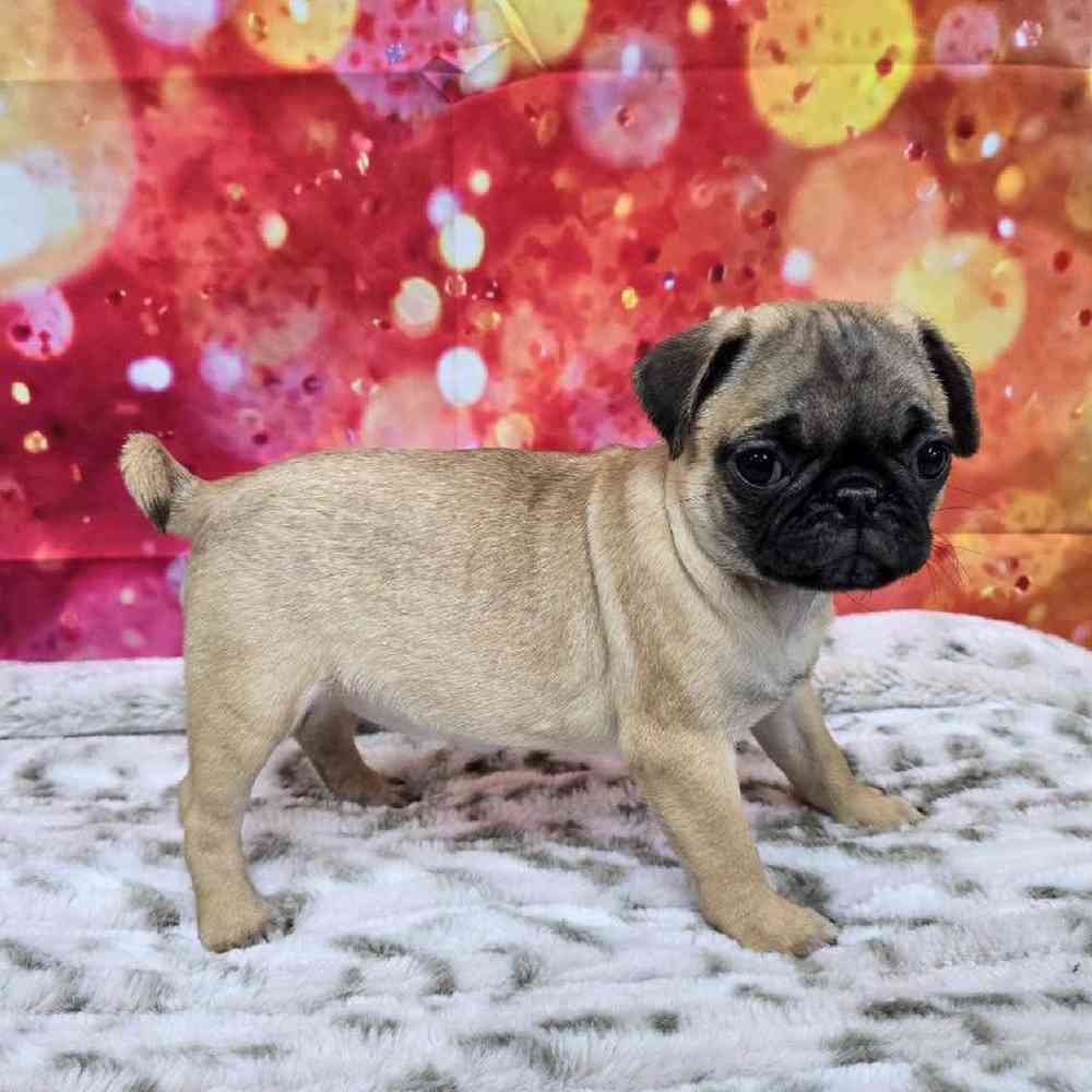 Female Pug Puppy for Sale in Virginia Beach, VA