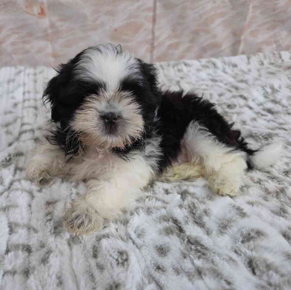 Male Shih Tzu Puppy for Sale in Virginia Beach, VA