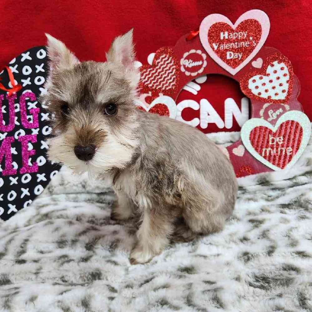 Female Mini Schnauzer Puppy for Sale in Virginia Beach, VA
