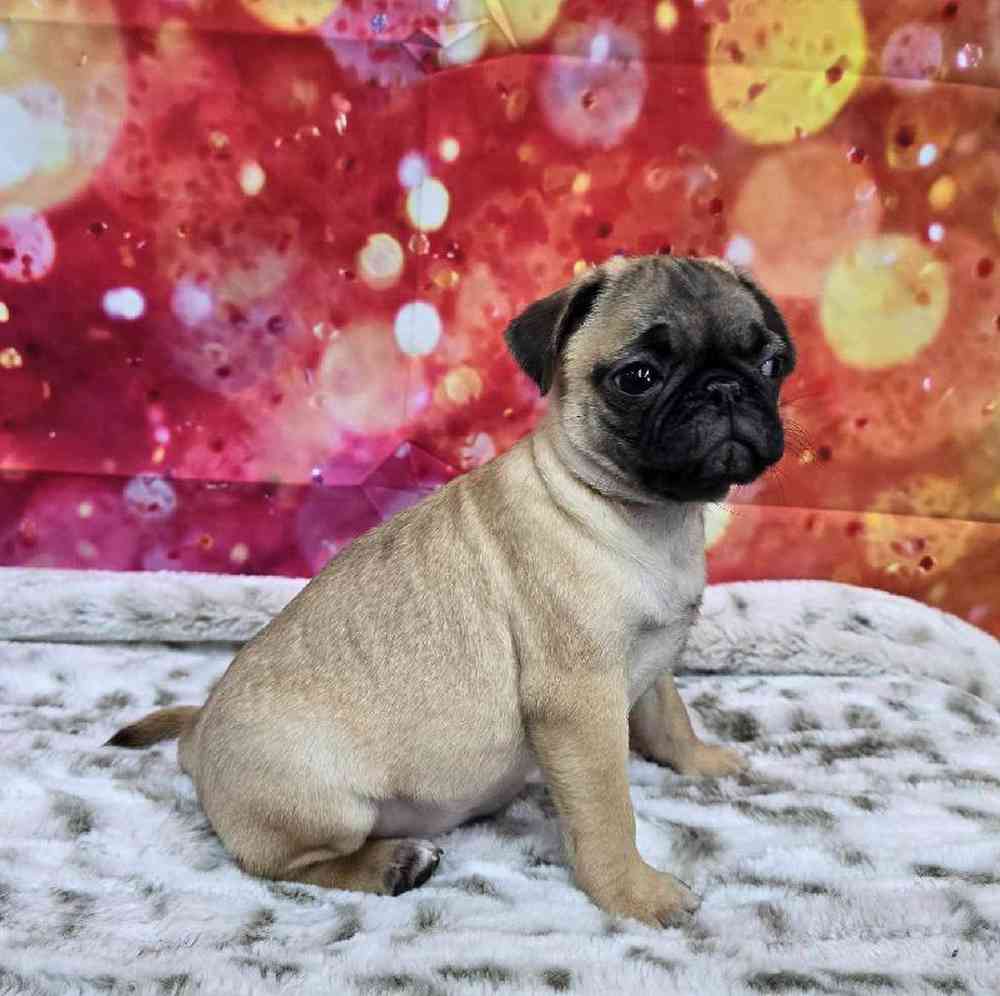 Female Pug Puppy for Sale in Virginia Beach, VA