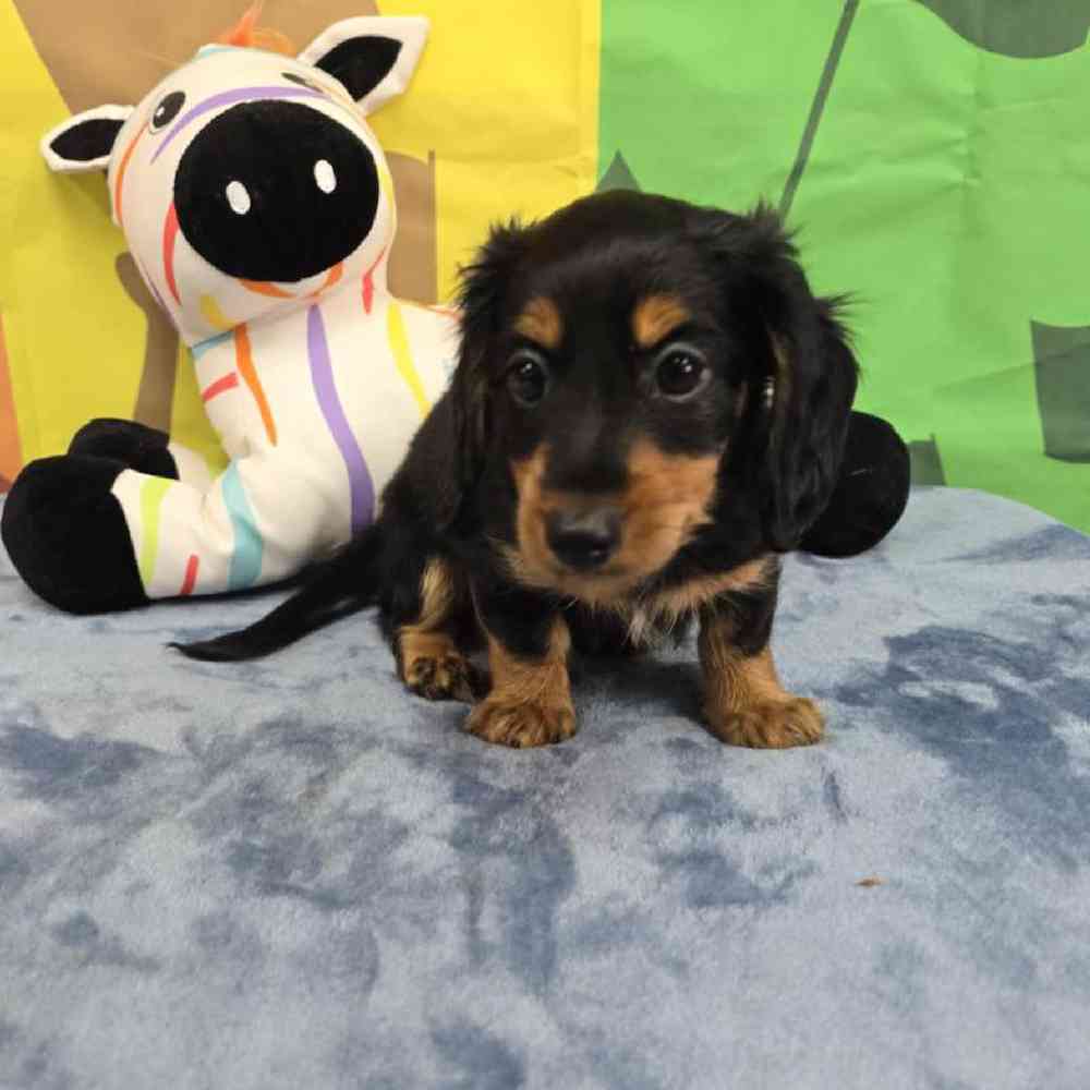 Male Dachshund Puppy for Sale in Virginia Beach, VA