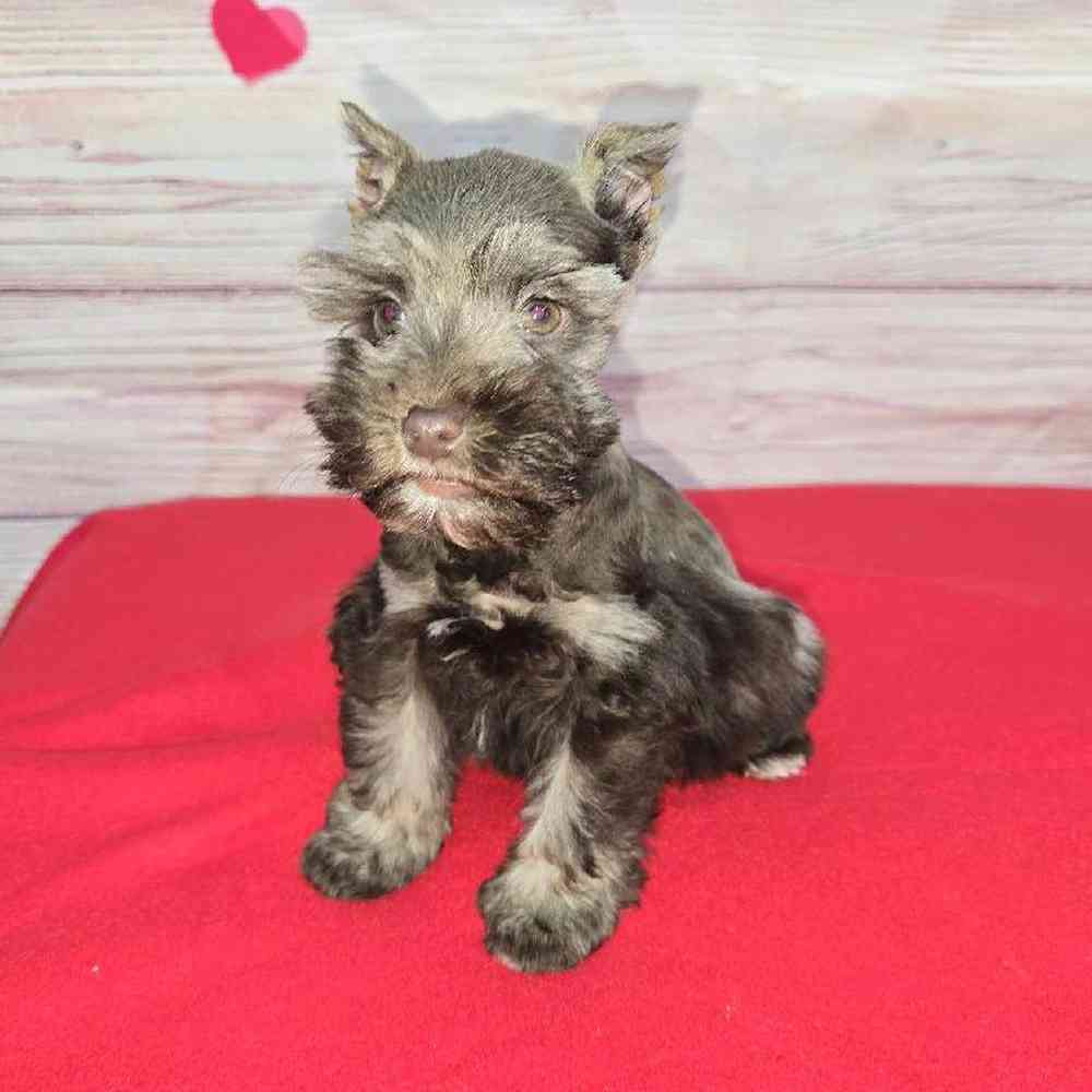Female Mini Schnauzer Puppy for Sale in Virginia Beach, VA