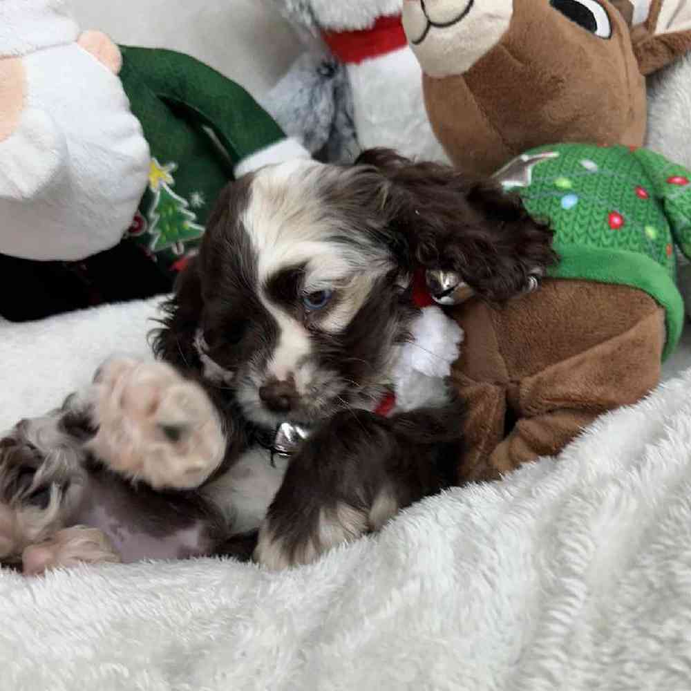 Female Cocker Spaniel Puppy for Sale in Virginia Beach, VA