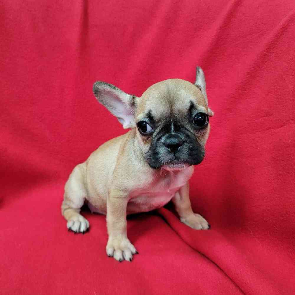 Female French Bulldog Puppy for Sale in Virginia Beach, VA