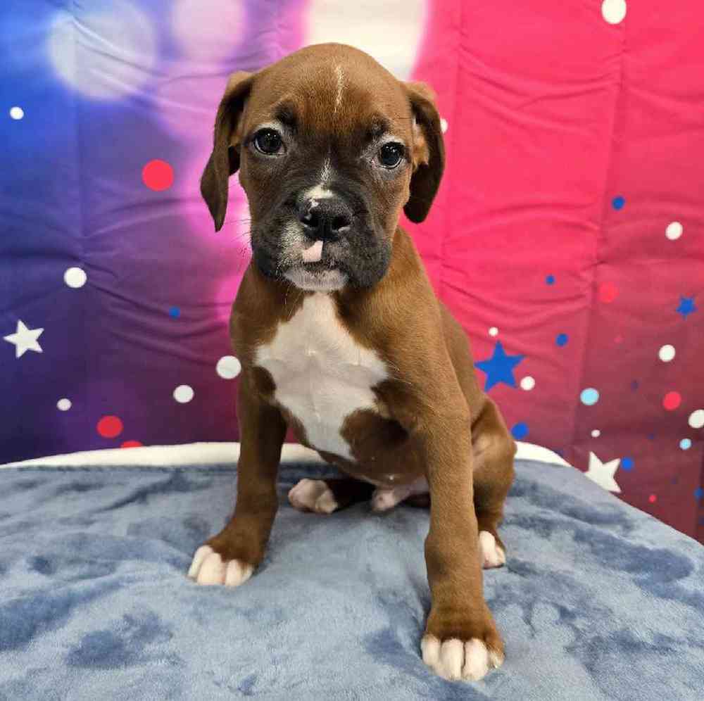 Male Boxer Puppy for Sale in Virginia Beach, VA
