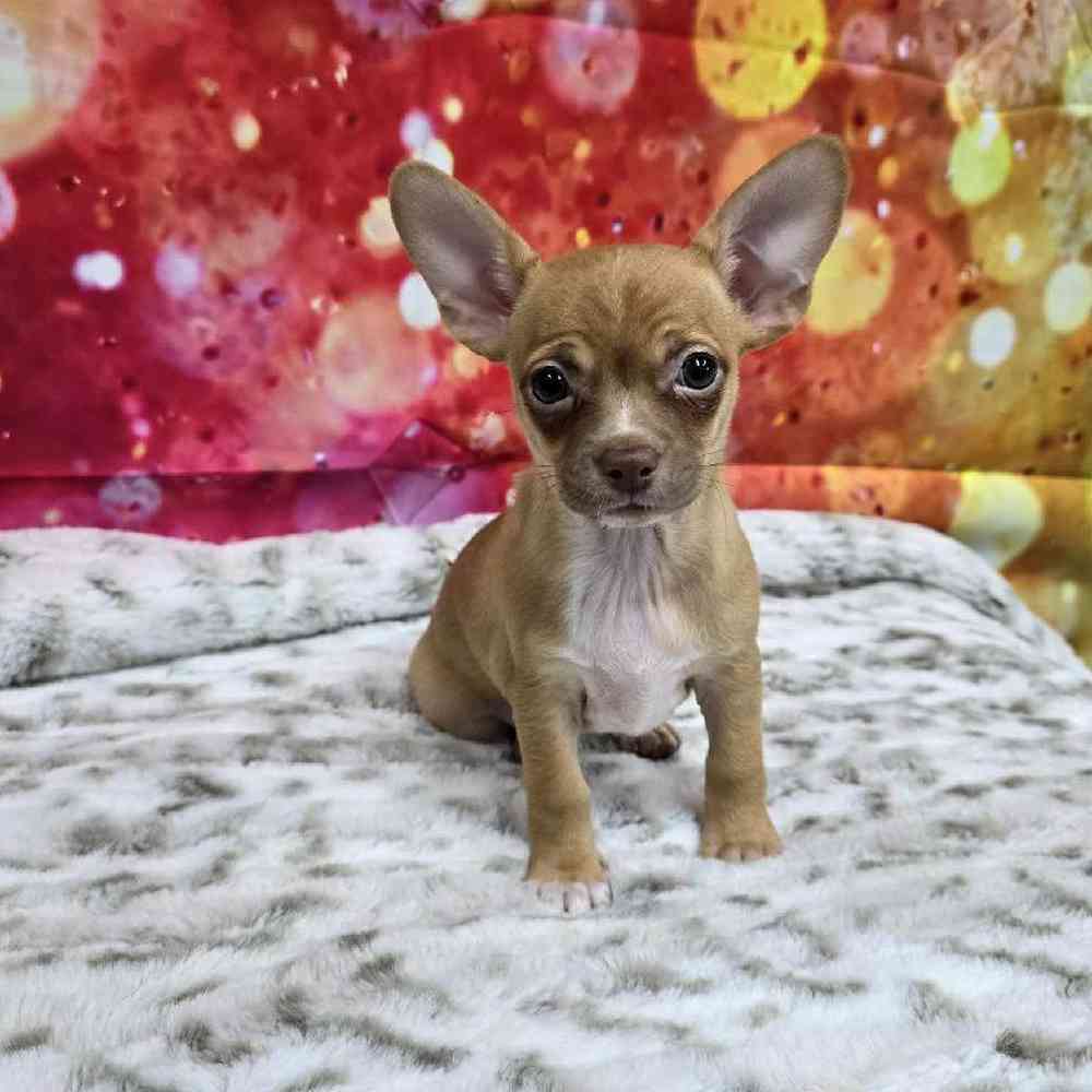Female Chihuahua Puppy for Sale in Virginia Beach, VA