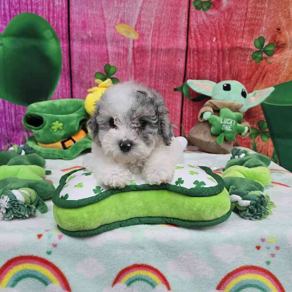 Female Maltipoo Puppy for Sale in Virginia Beach, VA