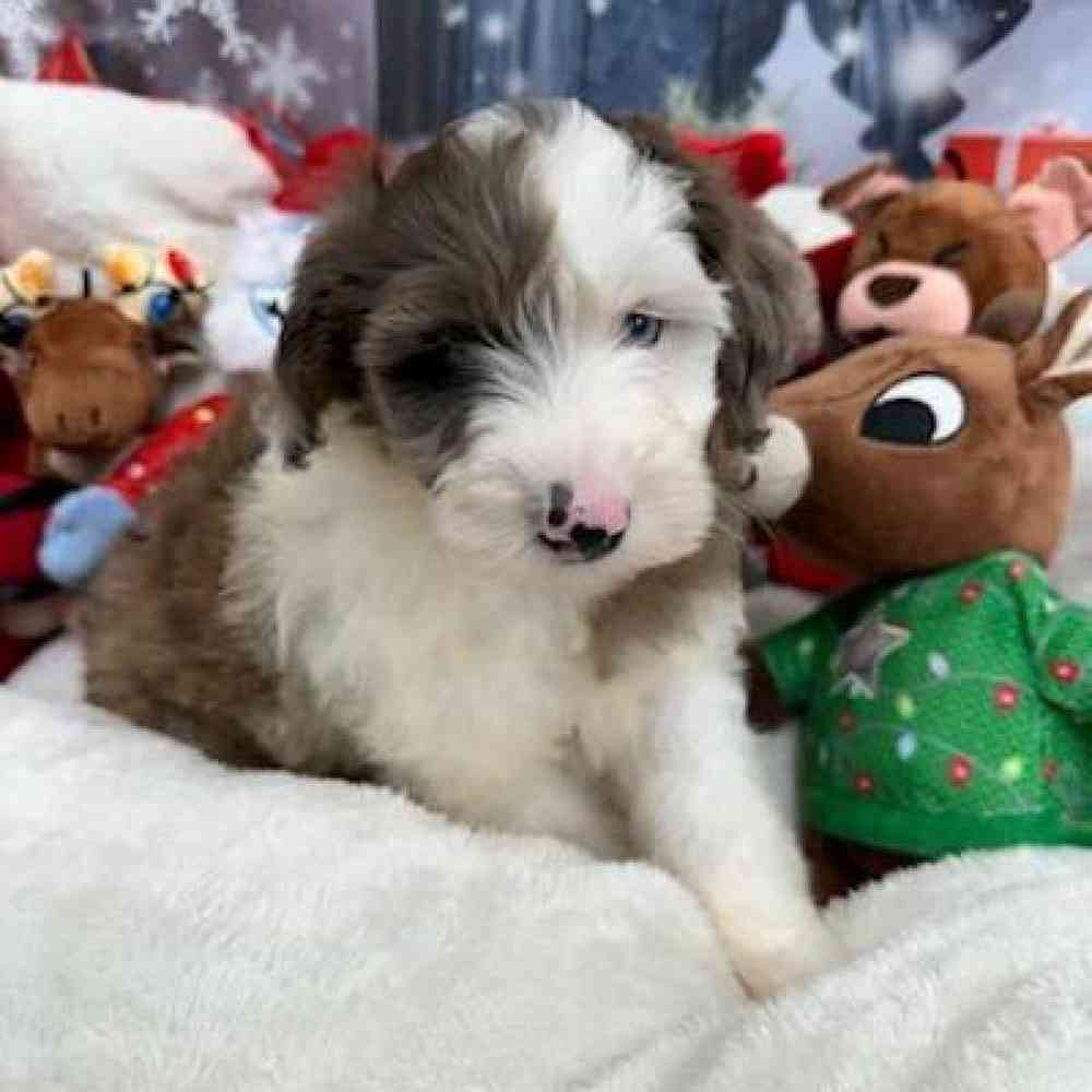 Female Mini Goldendoodle Puppy for Sale in Virginia Beach, VA