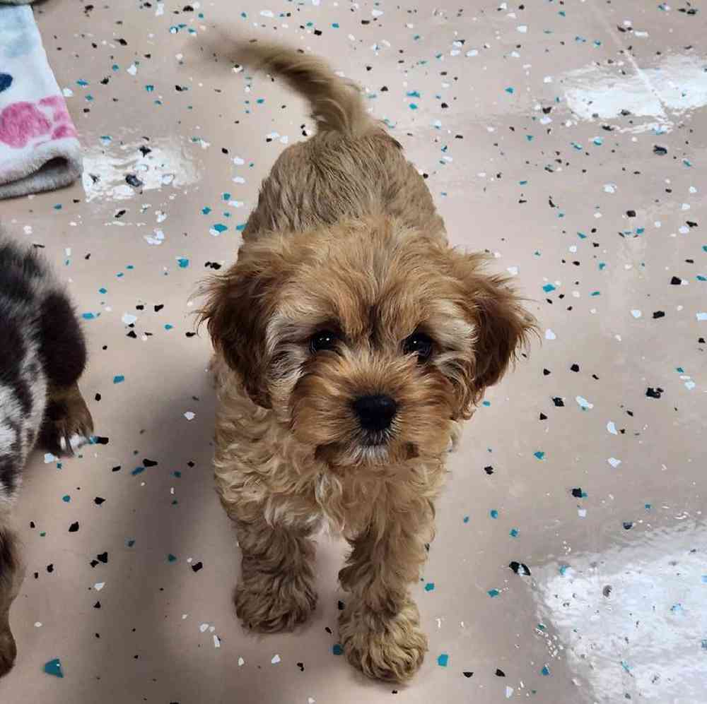 Female Cavapoo Puppy for Sale in Virginia Beach, VA