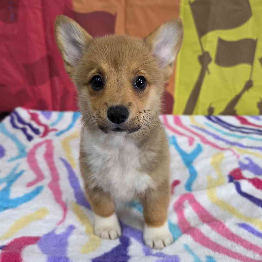 Image of a pet breed in the gallery