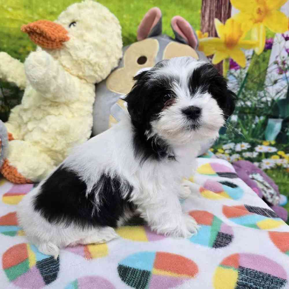 Female Coton De Tulear Puppy for Sale in Virginia Beach, VA