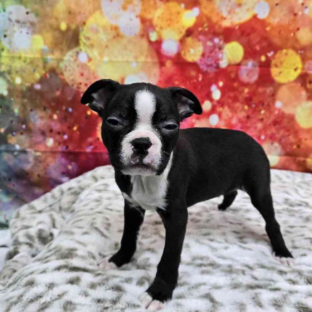 Male Boston Terrier Puppy for Sale in Virginia Beach, VA