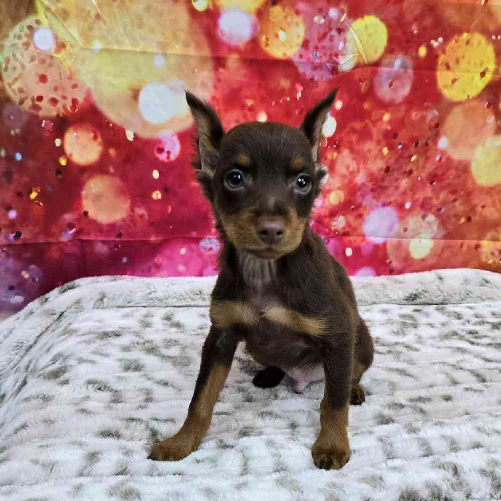 Male Min Pin Puppy for Sale in Virginia Beach, VA