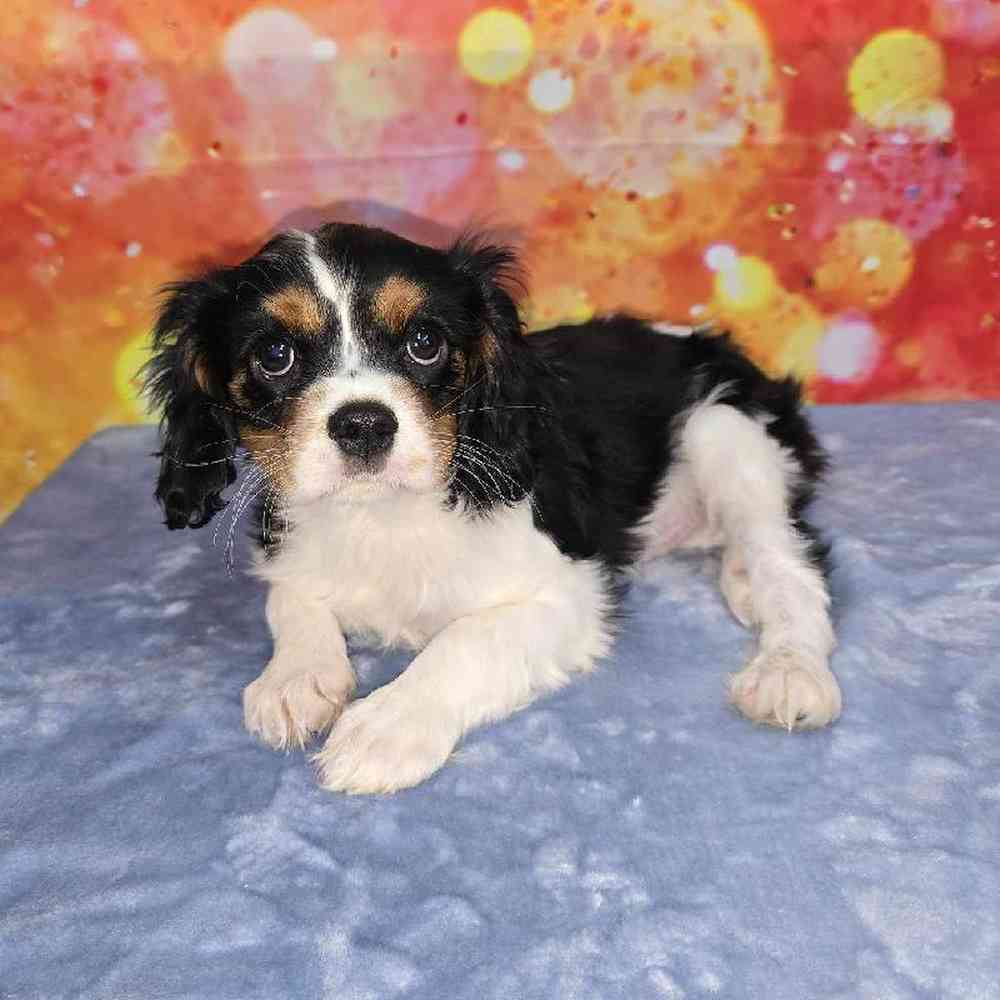 Male Cavalier King Charles Spaniel Puppy for Sale in Virginia Beach, VA