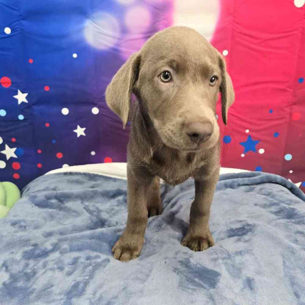 Female Labrador Retriever Puppy for Sale in Virginia Beach, VA