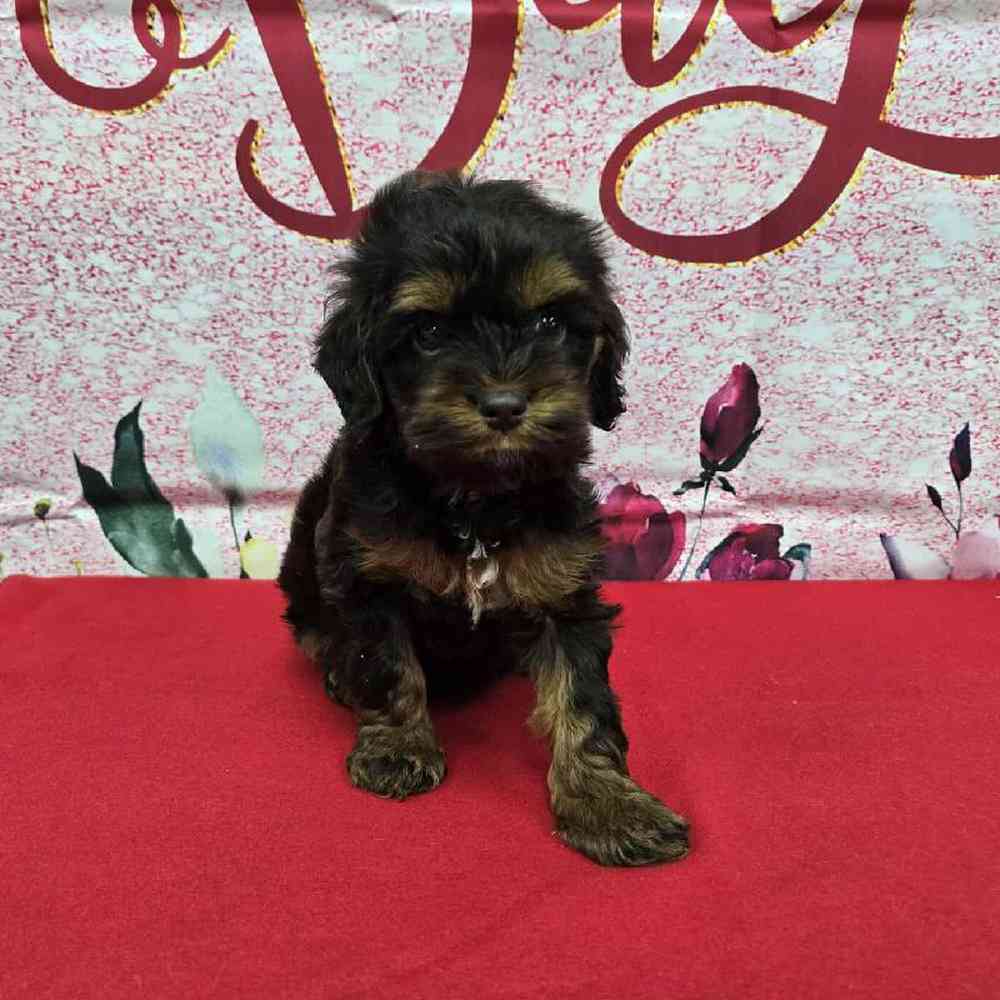 Female Cockapoo Puppy for Sale in Virginia Beach, VA