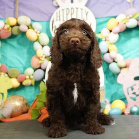 Cockapoo