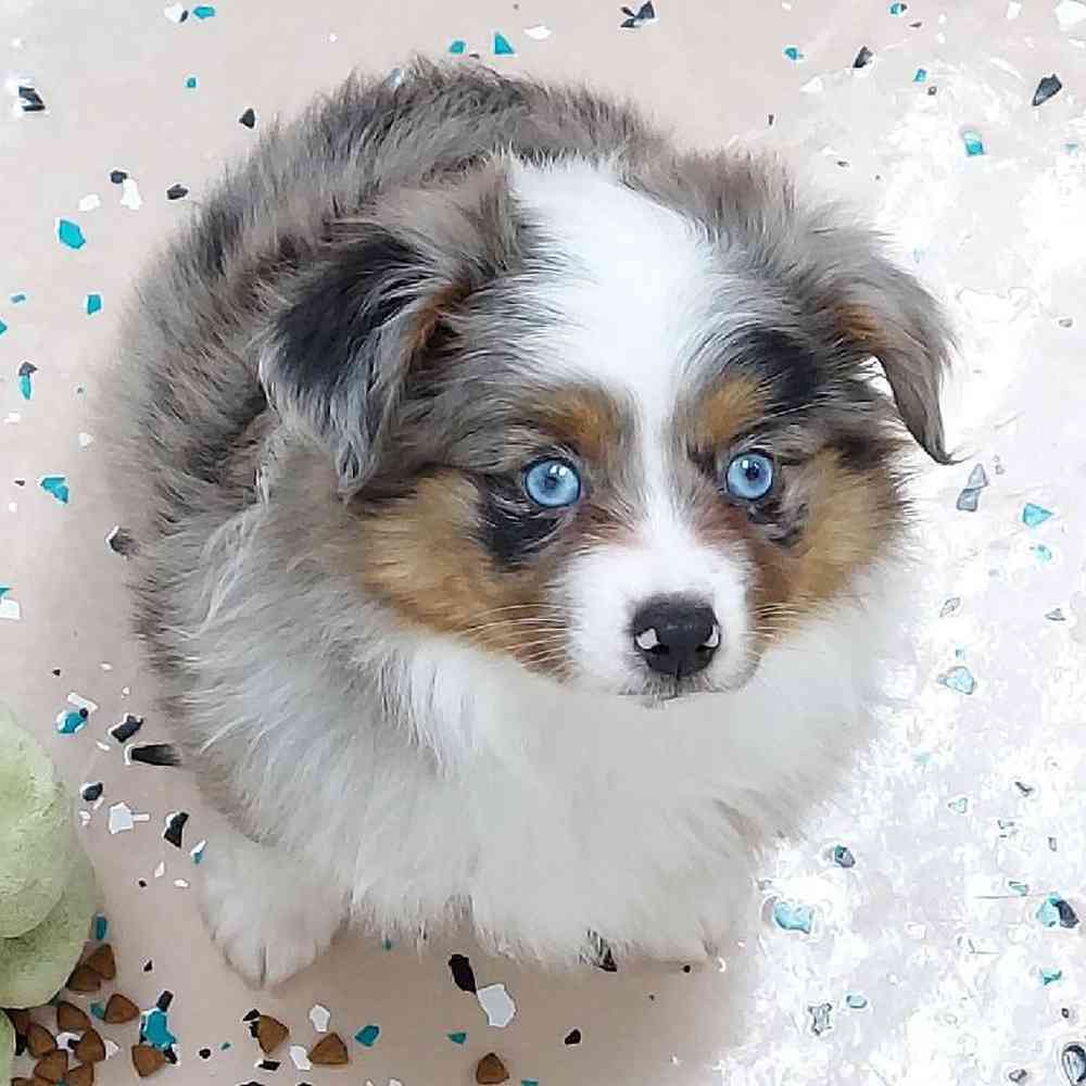Female Mini Aussie Puppy for sale