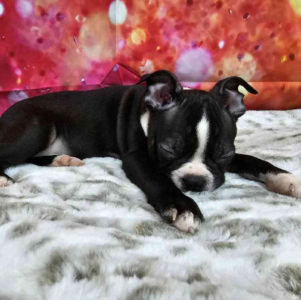 Male Boston Terrier Puppy for Sale in Virginia Beach, VA