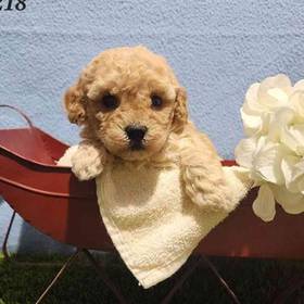 Maltipoo
