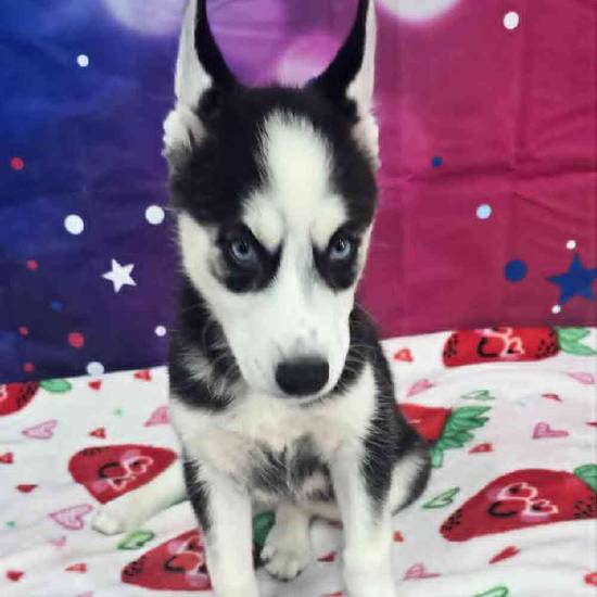 Siberian Husky