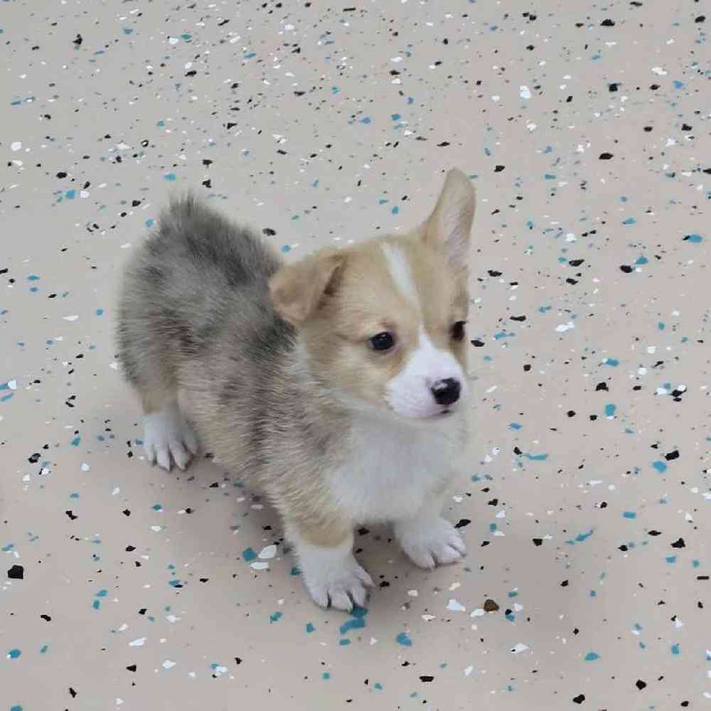Male Pembroke Welsh Corgi Puppy for Sale in Virginia Beach, VA