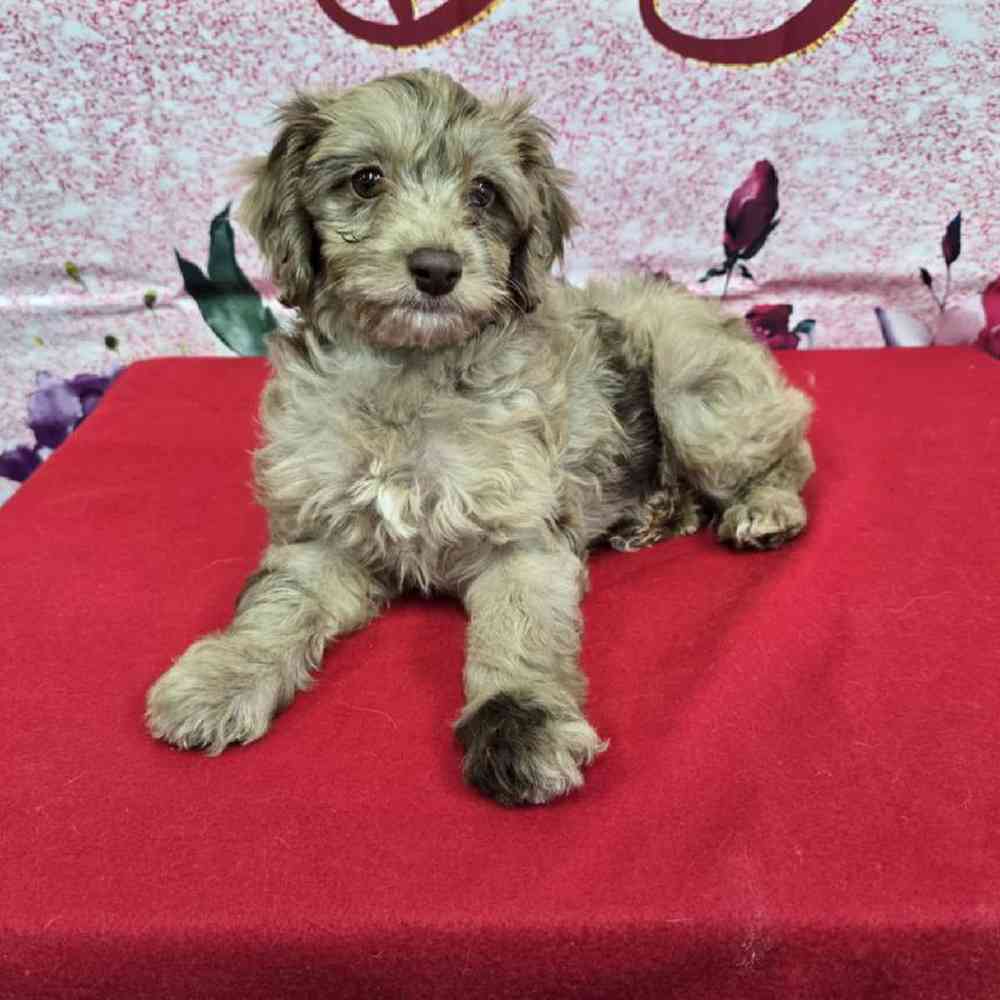 Female Havapoo Puppy for Sale in Virginia Beach, VA