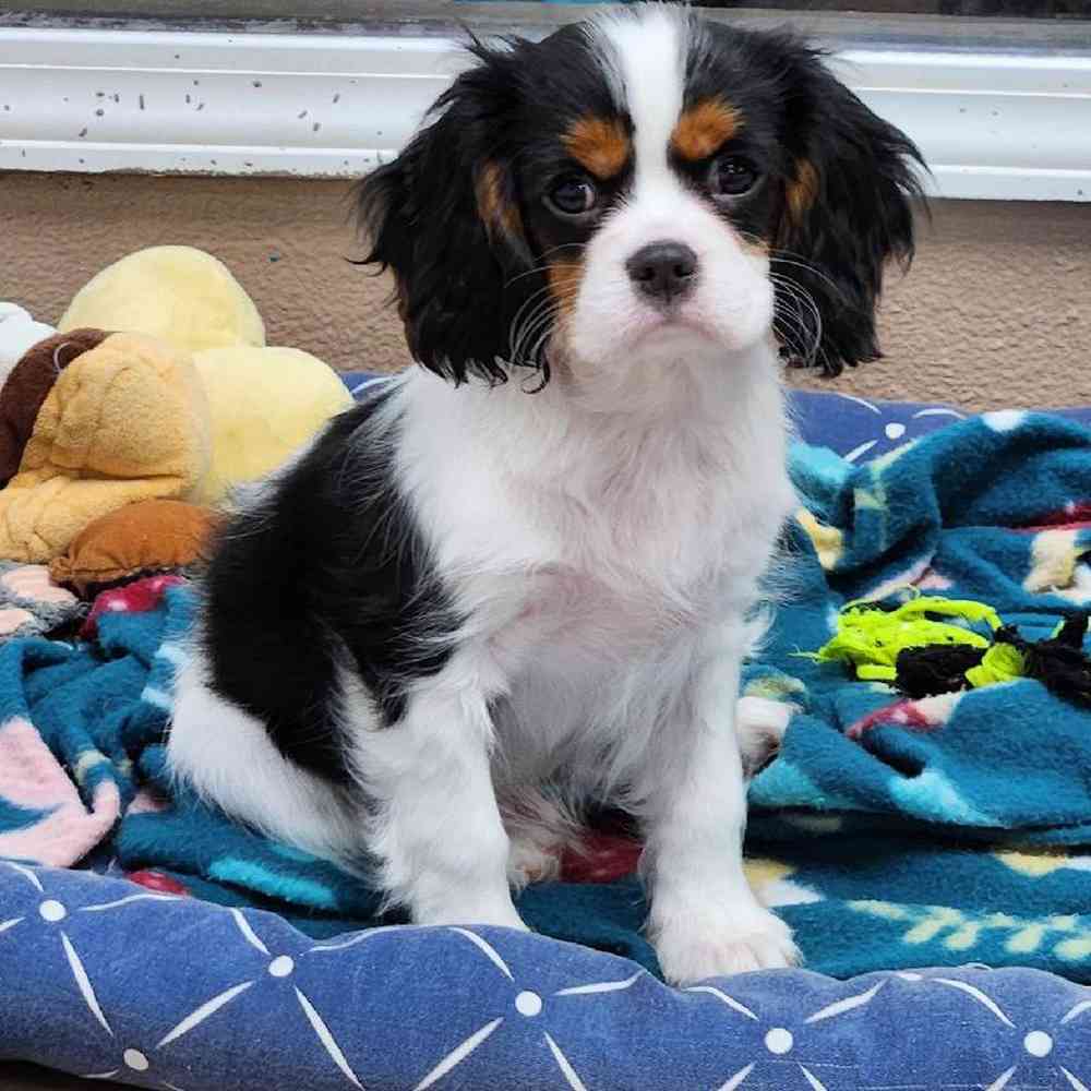 Male Cavalier King Charles Spaniel Puppy for Sale in Virginia Beach, VA