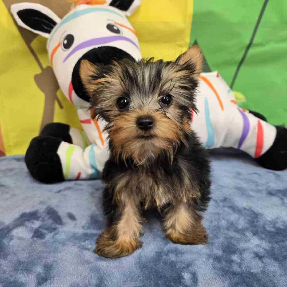 Male Yorkie Puppy for Sale in Virginia Beach, VA