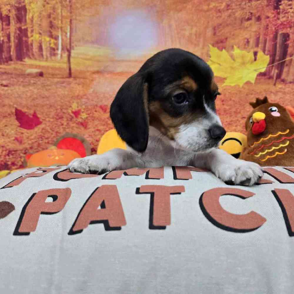 Male Beagle Puppy for Sale in Virginia Beach, VA