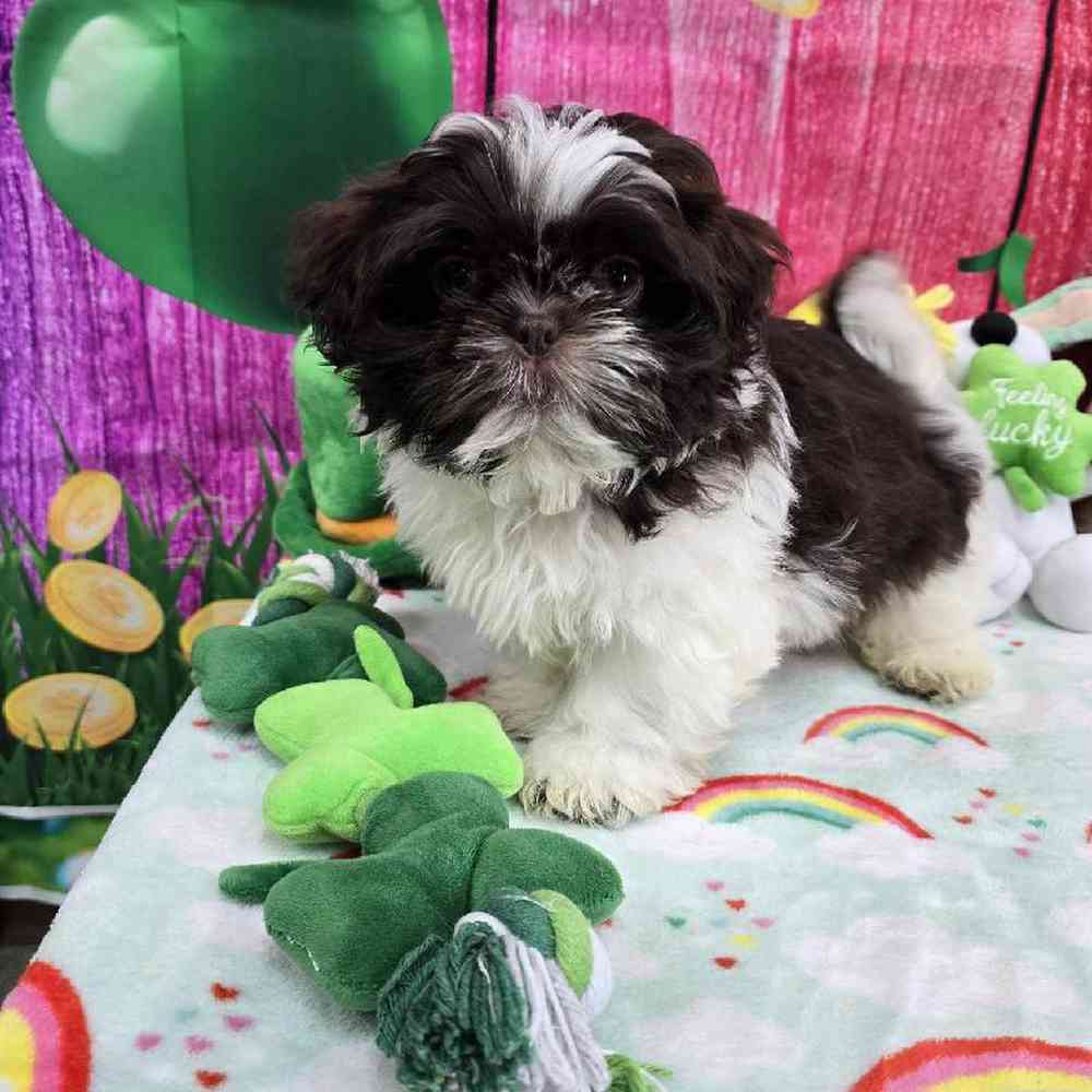 Male Shih Tzu Puppy for Sale in Virginia Beach, VA