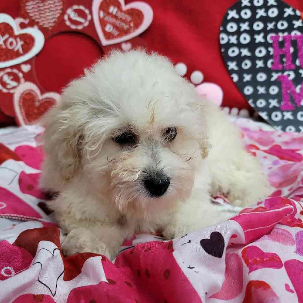 Female Mini Poodle Puppy for Sale in Virginia Beach, VA